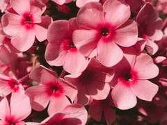 초코별사탕 글 커미션