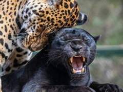 재규어를 입양한 팬서-역키잡BL 썰