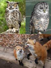 자급자족 하이큐