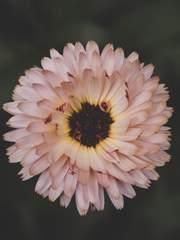 [스워/아나오비] 아나오비 전력 60분