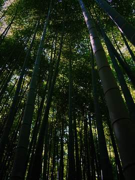 인사반파자구계통