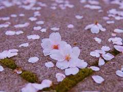 벚꽃잎 떨어질 무렵