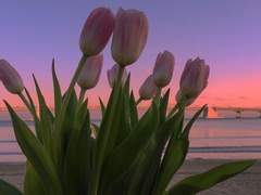 [드레팬시] 내 고백이 네게 닿지 않길