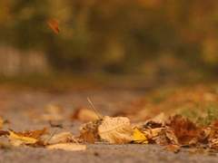 여름의 끝자락, 루트위지.