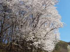 [이영싫/귀능다나] 벚꽃