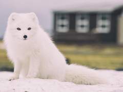 우발적 소원《1》