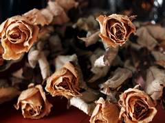 [해관찬금] 불면