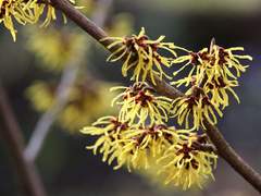 [싸패다 합작]인우동식/ 풍년화