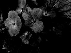 [ 디텐베르크 A. 아비에르고 / 경매상 / 카지노 운영자 / 히페리온 ]