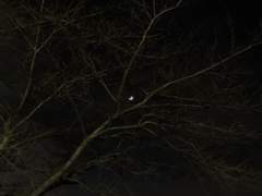 [명재매화] 욕심