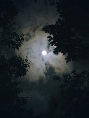 우아한 짐승들의 사정