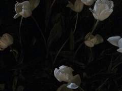 [사월수정] 흑조라기에는 너무나 어려보이는