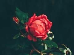 사랑하는 당신에게.