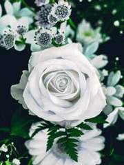 Urania Bacchus Serenity