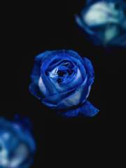 Elise Aquila Adelheid