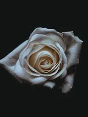 Urania Aquila Adelheid