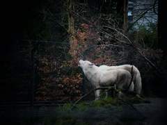 [국난] Red Riding Hood (상)