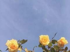 파르 ㅣ 18 ㅣXY ㅣ 프로게이머 ㅣ 행운의 고양이