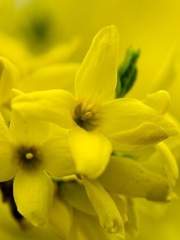 개나리 노란 꽃그늘 아래