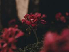 여름에 피어나 봄에 져버린