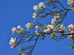 [망기무선] 피어나는 봄 4