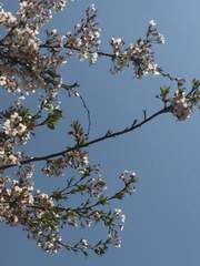 [프렐랄드] 너와 나, 그리고 멜랑꼴리한 봄사탕