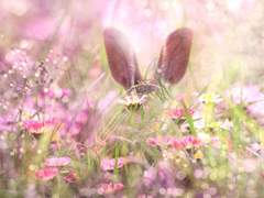 [국뷔] 토끼와 예쁜이 1