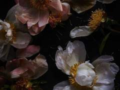 맑은 햇빛으로 반짝반짝 물들이며