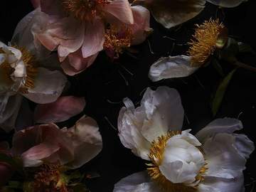 맑은 햇빛으로 반짝반짝 물들이며