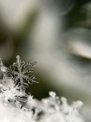 # [半月/백란유단] 눈보라 속에 사는 새