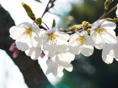 [망기무선] 이릉노조의 신부 02