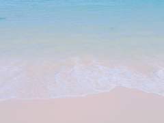 빈 소라고둥에 남겨진 메세지