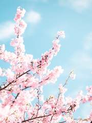 Isabella Primrose Owen