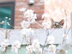 꽃잎이 흩날리는 계절