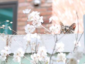 꽃잎이 흩날리는 계절