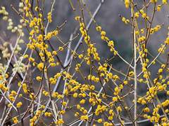 [미츠나루] 노오란