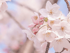 [사의찬미] 感情