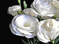 죽음이 우리를 갈라놓을지라도