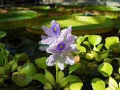 [망기무선] 피어나는 봄 5 (完/편집본)