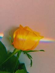 Two hearts in love need no words.