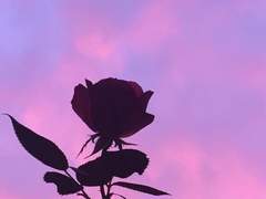 날 일으켜 세워줘