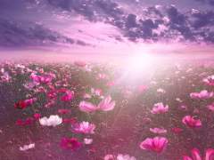 [보쿠아카]시나브로