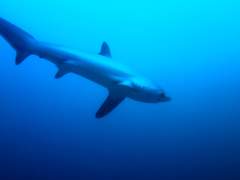 Lion air(Batik air)취소, 환불 받기