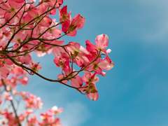 花開花謝春何官(화개화사춘화관) 00