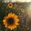 해바라기