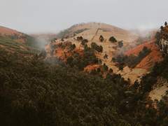 [호위조] F. A. 99