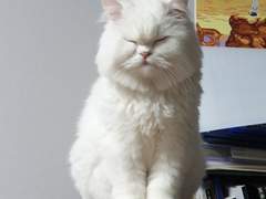 페리카나? 아니 임진모!