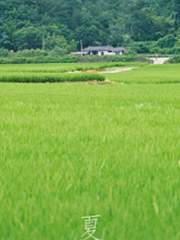 [농면] 힐링 포레스트