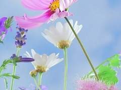 라니아 에델린 벤터스