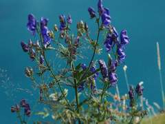 [혁켄합작::Bouquet::] 초오화 上